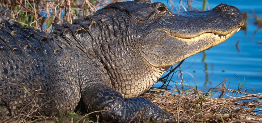 Brazos Bend State Park